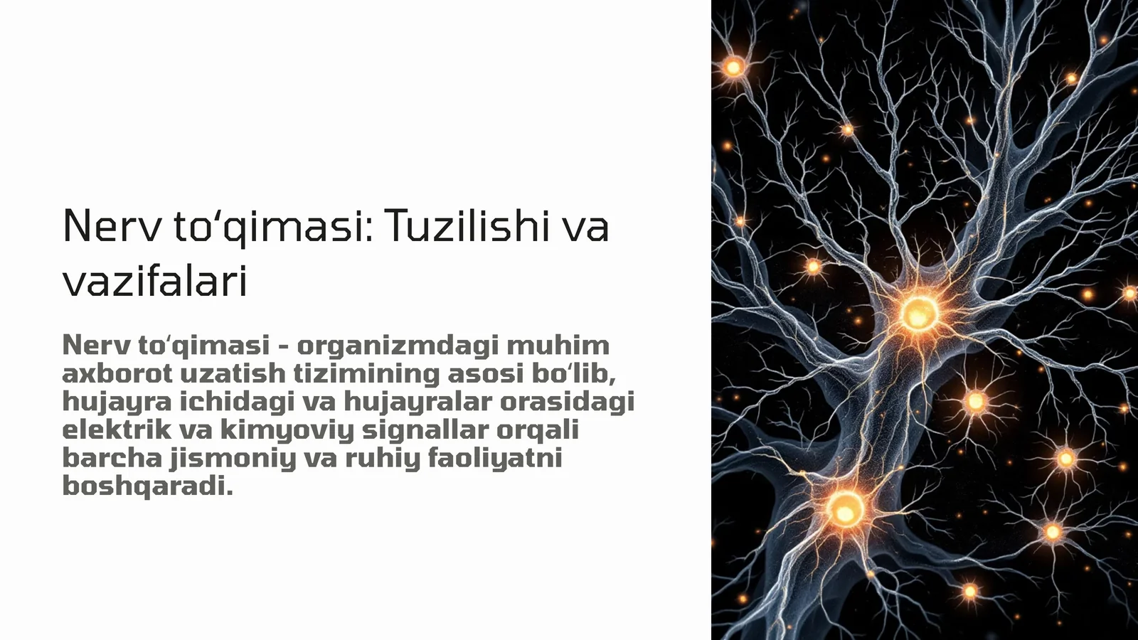 Nerv to'qimasi