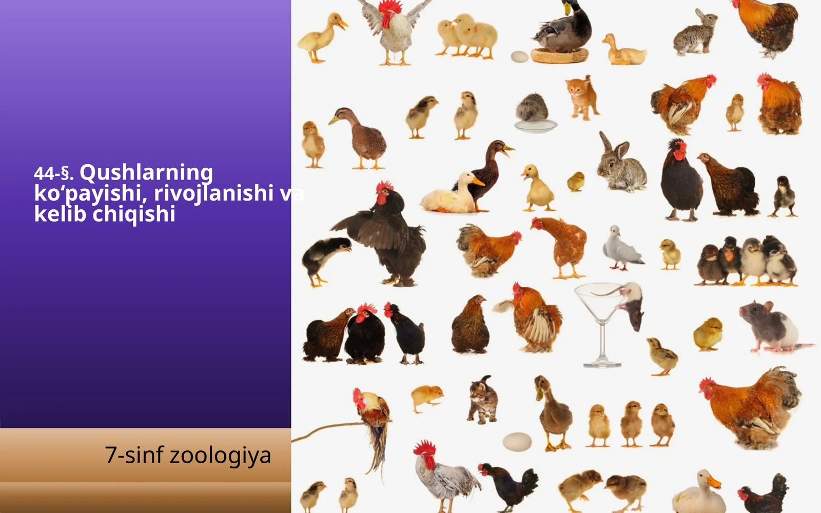 Qushlarning ko‘payishi, rivojlanishi va kelib chiqishi