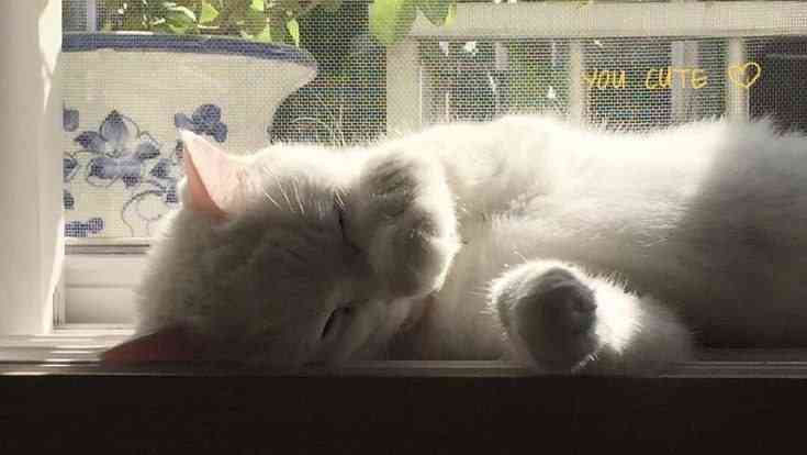 Bonu ~