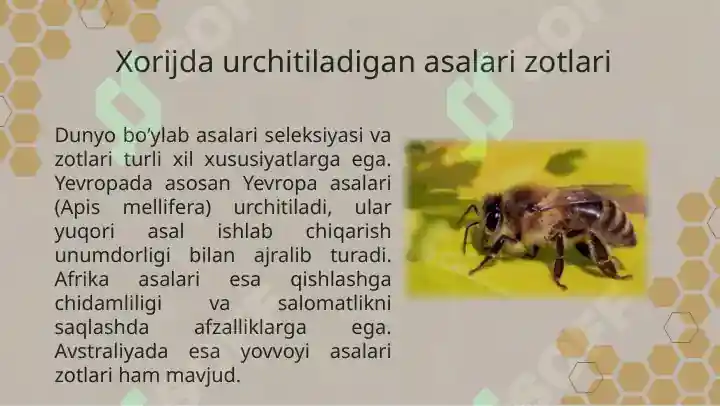 Product slide 6