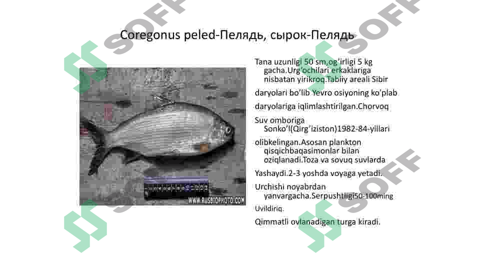 Product slide 7